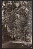 CPIB 21808 - CARTE POSTALA - CACIULATA. DRUMUL SPRE COZIA, RPR, Circulata, Fotografie