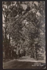 CPIB 21808 - CARTE POSTALA - CACIULATA. DRUMUL SPRE COZIA, RPR