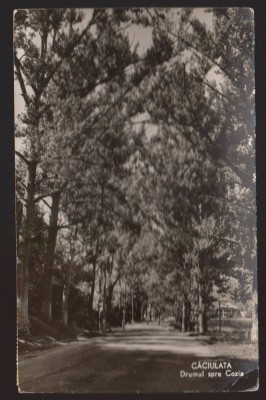 CPIB 21808 - CARTE POSTALA - CACIULATA. DRUMUL SPRE COZIA, RPR foto