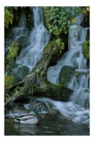Tablou Canvas, "Rătăcirea unei rațe printre cascade", Apa, Cascadă, Rățușcă, Vegetație, Rocă, Licheni, Trunchi, Pădure, Natural, Sălbatic., 26 x 39 cm