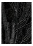Tablou Canvas, "Tăcerea &icirc;ntunecată a copacilor veșnici", &Icirc;ntunecat, Misterios, Texturat, &Icirc;nc&acirc;lcit, Silențios, Natură, 26 x 39 cm, CMCLASS