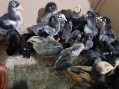 Pui gaina rasa Marans si Jersey Giant foto