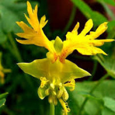 TROPAEOLUM PEREGRINUM - 3 seminte pentru semanat