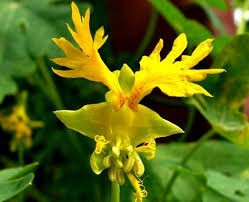 TROPAEOLUM PEREGRINUM - 3 seminte pentru semanat foto