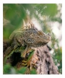 Tablou Canvas, "Iguana printre frunze și crengi", Verde, Reptilă, Trunchi, Textură, Frunziș, Detalii, Natură, Primate, Culoare, Explorare, 26 x 39 cm,
