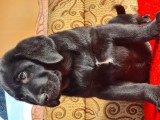 Labrador Retriever Negru Mascul, schema completa vaccine si deparazitari interne,carnet de sanatate.