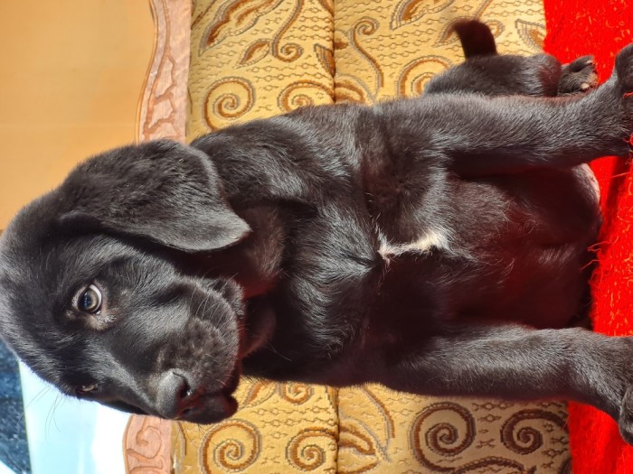 Labrador Retriever Negru Mascul, schema completa vaccine si deparazitari interne,carnet de sanatate.
