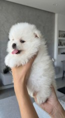 Pomeranian 2 baieti si o fetita disponibili