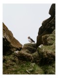 Tablou Canvas, "Puffin &icirc;ntre st&acirc;ncile verzi ale insulei", Puffin, Rocă, Verdeață, Cer, Natură, Singurătate, Peisaj, Echilibru, Privire, 26 x 39 cm, CM