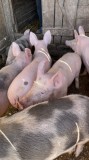 Porci 40-60 kg ( Landrace și Pietrain)