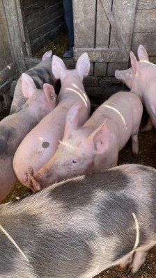 Porci 40-60 kg ( Landrace și Pietrain) foto