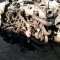 Componente motor 1.8 tdci FORD FOCUS/C MAX MONDEO S MAX etc