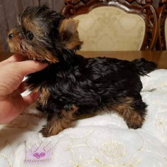 Yorkshire terrier