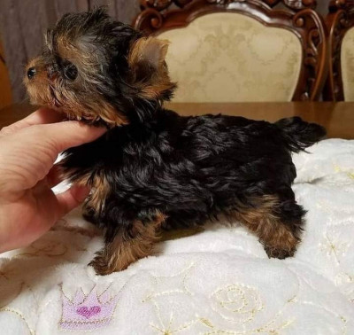 Yorkshire terrier foto