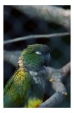 Tablou Canvas, "Papagalul visător pe crengile timpului", Parrot, Green, Branch, Feathers, Sleep, Nature, Bird, Plumage, 26 x 39 cm, CMCLASS