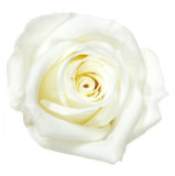 Cumpara ieftin Trandafiri Criogenati MINI WHITE (&Oslash;3,5-4,5cm, set 12 buc /cutie)