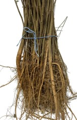 Vand puieti de mesteacan,salcam,pin,stejar,castan comestibil,plop negru,frasin,diferite dimensiuni