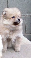 Pomeranian de vanzare foto