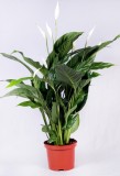 Planta interior, cu flori - Spathiphyllum (crinul pacii), H 35 cm, D 12 cm