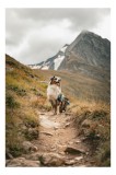 Tablou Canvas, "C&acirc;inele explorator al muntelui &icirc;nalt", Montană, Noroi, C&acirc;ine, Cărare, Cer Noros, Peisaj, Aventură, Libertate, Explorare, Tranquilitate