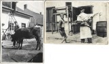 M1759N Asomarea unei bovine și măcelar cu halcă de carne, Rom&acirc;nia, perioada intebelică, lot de 2 fotografii