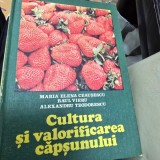 CULTURA SI VALORIFICAREA CAPSUNULUI