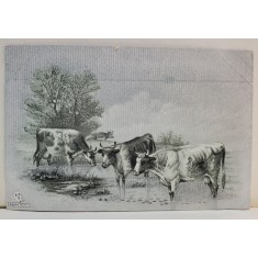 TREI VACI LA RAU , CARTE POSTALA ILUSTRATA , CLASICA