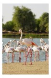 Tablou Canvas, "Grația flamingo la apus de soare", Flamingo, Lac, Nisip, Verdeturi, Cer, Pene, Picioare, Grup, Apa, Peisaj, 26 x 39 cm, CMCLASS