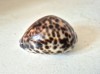 Ghioc / scoica / cochilie, pentru decor sau ghicit, cca 7x5x4cm