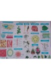 Plansa Biologie scolara - Botanica