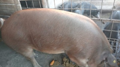 V&amp;acirc;nd porc de Crăciun, C&amp;acirc;lnic, Gorj foto