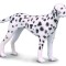 Figurina Dalmatian - Collecta