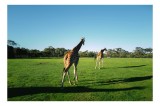 Tablou Canvas, "Girafe la apus pe savană africană", Girafe, Savana, Verde, Cer, Arbori, Umbre, Peisaj, Zi, Lumina, Natura, 39 x 26 cm, CMCLASS