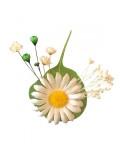 Cocarda cu Margareta matase si Flori Naturale Uscate, Eventissimi&reg;