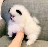 Pomeranian mini toy