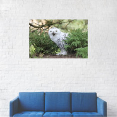 Tablou Canvas, Bufnita alba la panda - 60 x 90 cm foto