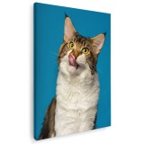 Tablou pisica Maine Coon Tablou canvas pe panza CU RAMA 60x80 cm