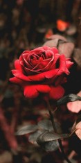 Husa Personalizata ALLVIEW X3 Soul Style Rose