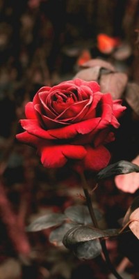 Husa Personalizata ALLVIEW A5 Smiley Rose foto