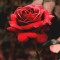 Husa Personalizata ALLVIEW A5 Lite Rose