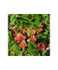 Acer tataricum PF, artar tatarasc, arbore decorativ foios, la ghiveci, 40-80 cm, 1 buc, Oem