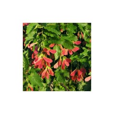 Acer tataricum PF, artar tatarasc, arbore decorativ foios, la ghiveci, 40-80 cm, 1 buc