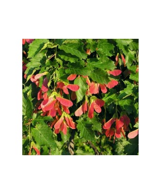 Acer tataricum PF, artar tatarasc, arbore decorativ foios, la ghiveci, 40-80 cm, 1 buc foto