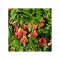 Acer tataricum PF, artar tatarasc, arbore decorativ foios, la ghiveci, 40-80 cm, 1 buc
