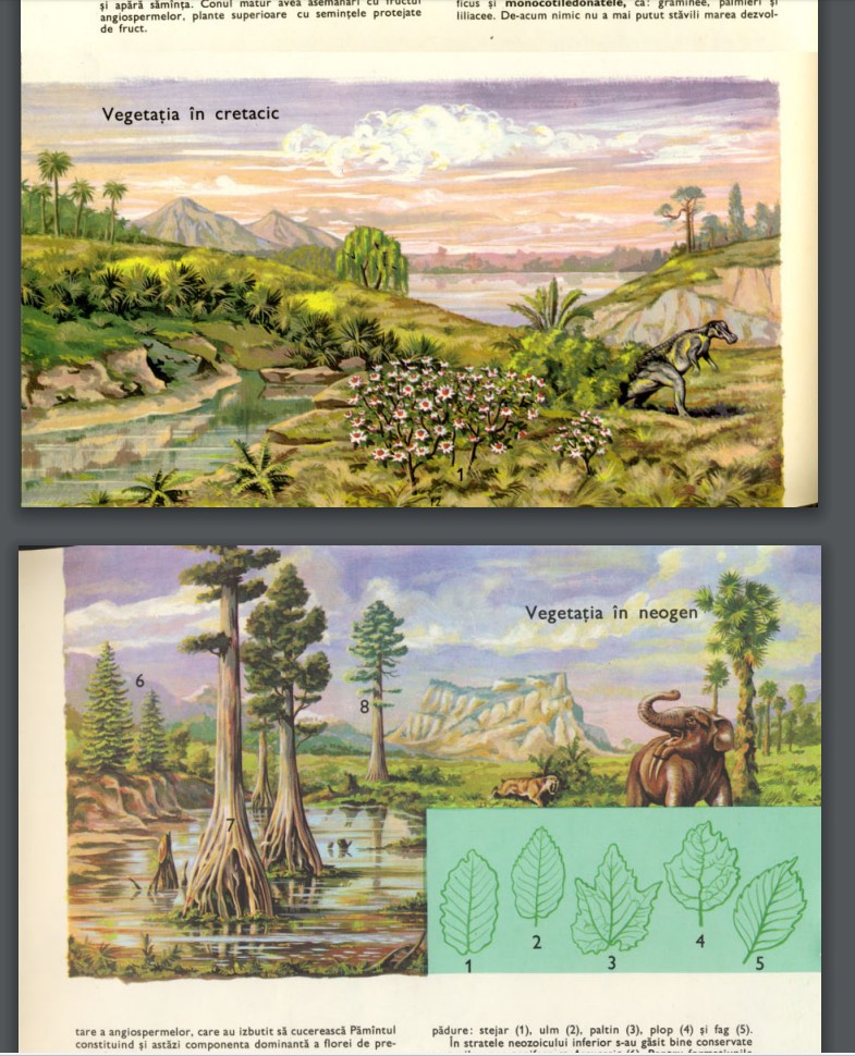 Atlas Botanic In Format Pdf BucureÈ™ti 1985 Okazii Ro