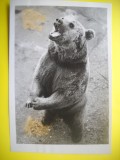 HOPCT 542 A - FOTOGRAFIE VECHE-D= 18/11 CM- AMUZANTA/ANIMALE /PROTECTIA ANIMALELO -URS -LONDRA -1947-FOTO AGENTIA ACME NEWSPICTURES PHOTOS 1947