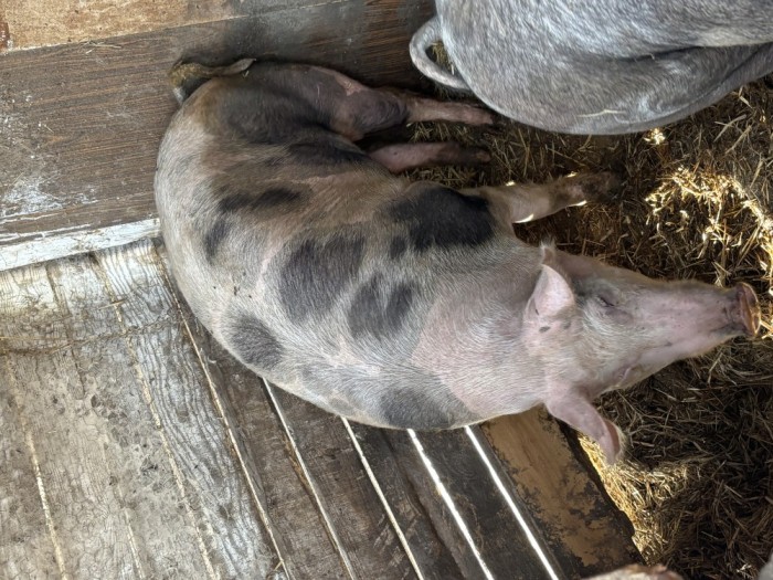 V&acirc;nd porc grass