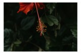 Tablou Canvas Hibiscus Roșu - Artă Naturală și Detalii Florii, 39 x 26 cm, CMCLASS