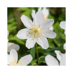 Anemone, Nemorosa White, Alb, ., 1 Bulb