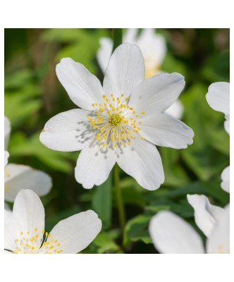 Anemone, Nemorosa White, Alb, ., 1 Bulb foto